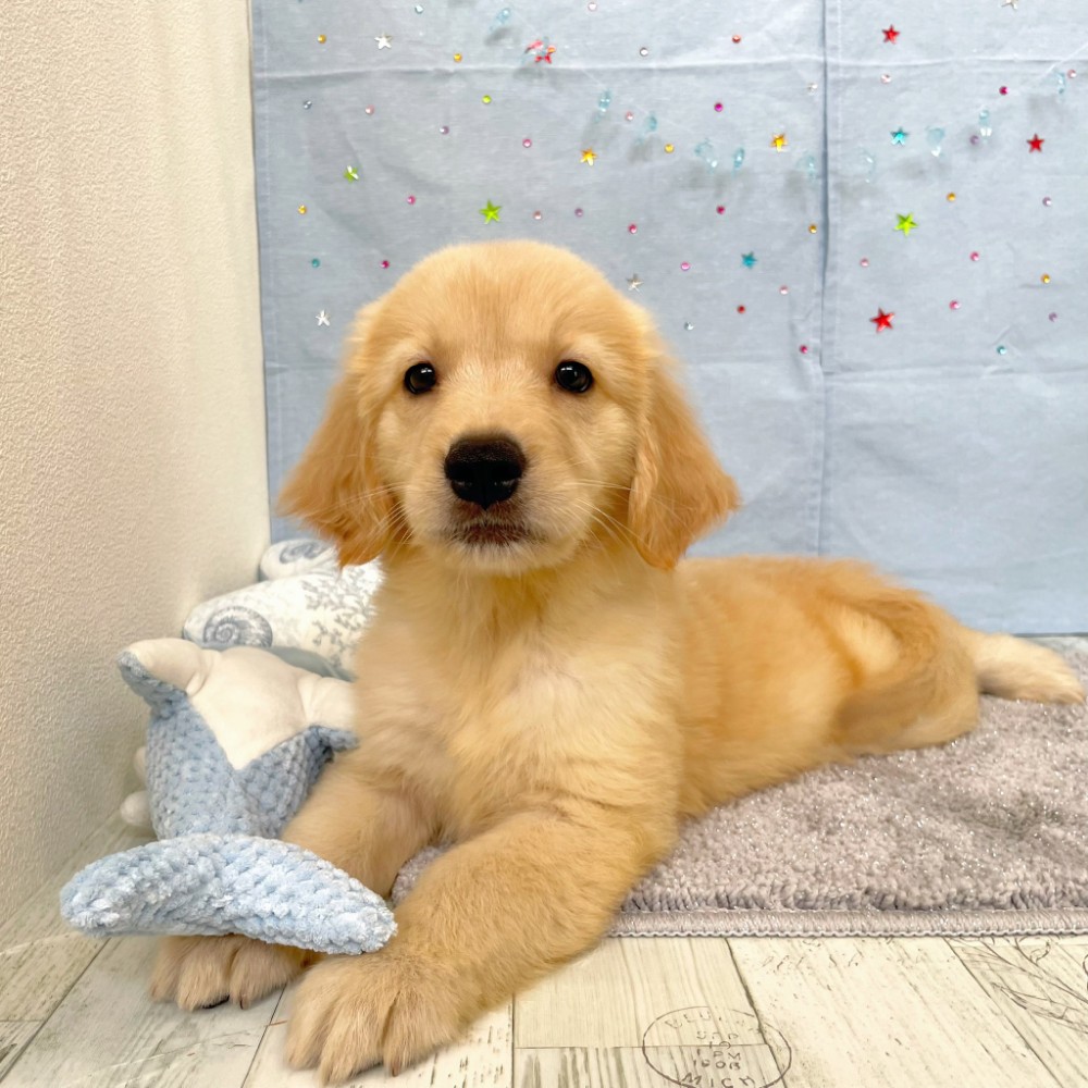 福岡県のゴールデンレトリバー (犬の家＆猫の里シュロアモール筑紫野店/2026年4月21日生まれ/女の子/ゴールデン)の子犬の4枚目の画像