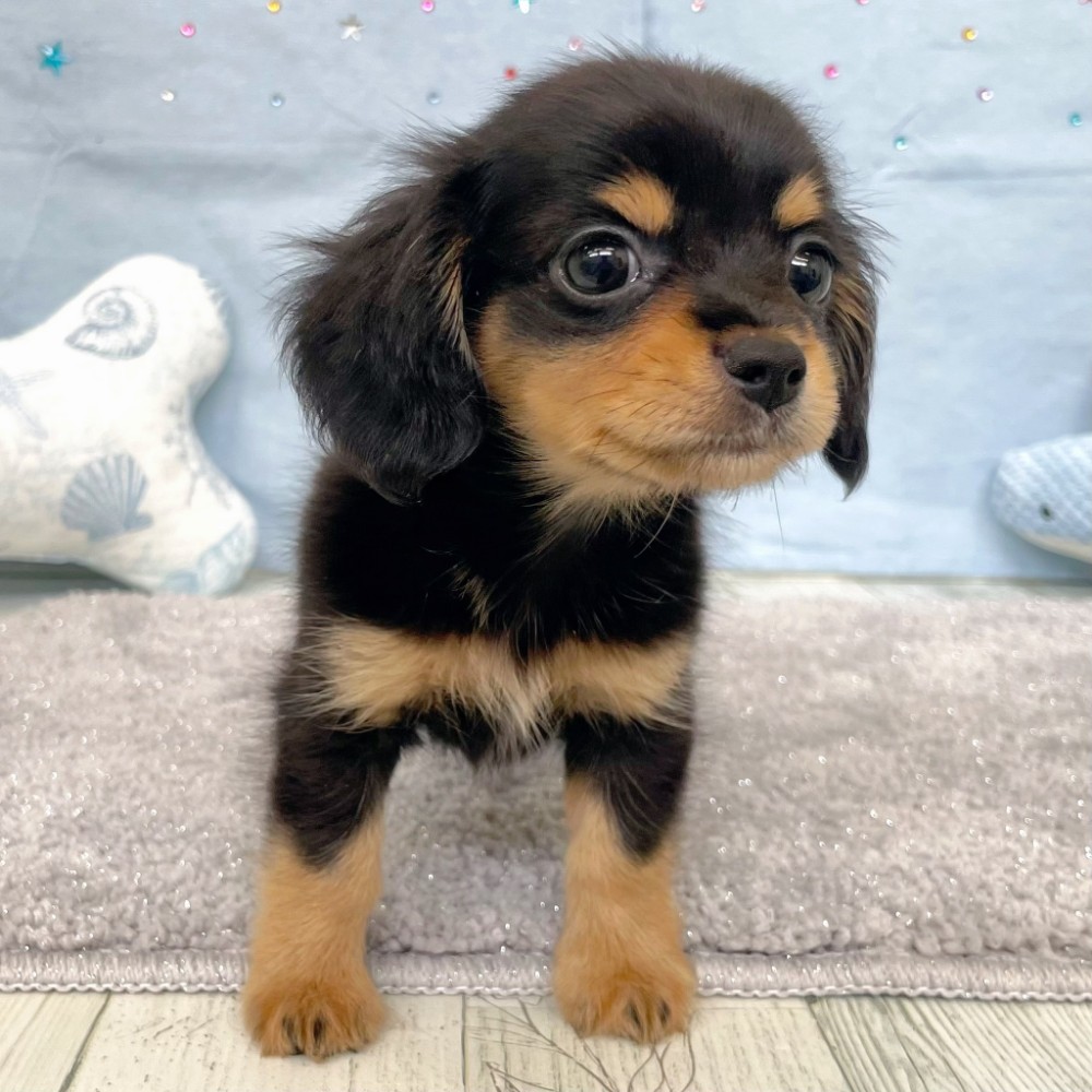 福岡県のチワックス(チワワ×ダックス) (犬の家＆猫の里シュロアモール筑紫野店/2026年4月20日生まれ/男の子/ブラックタン)の子犬の4枚目の画像