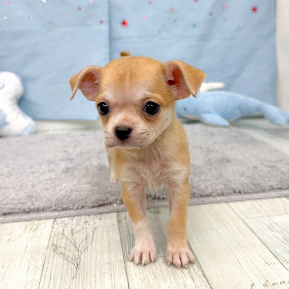 福岡県のチワワ(スムース) (犬の家＆猫の里シュロアモール筑紫野店/2026年4月27日生まれ/女の子/レッド)の子犬の4枚目の画像