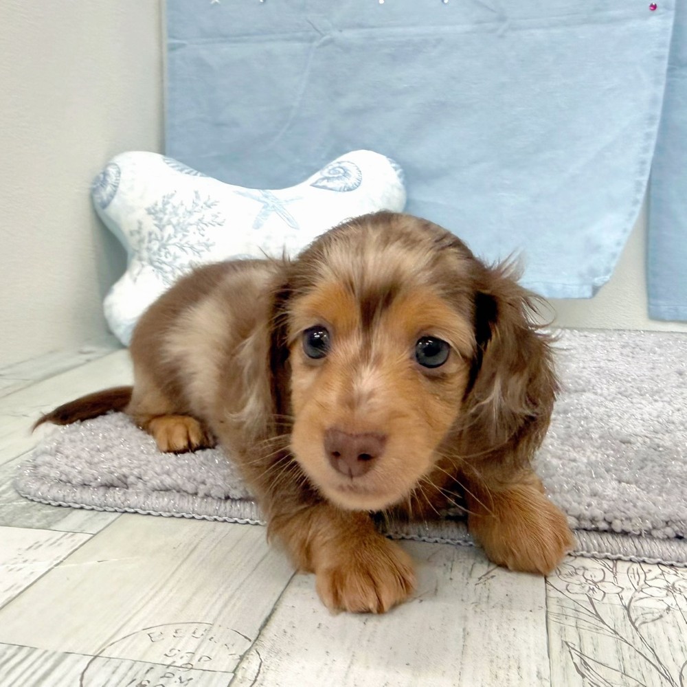 福岡県のミニチュアダックスフンド(ロング) (犬の家＆猫の里シュロアモール筑紫野店/2026年4月25日生まれ/男の子/チョコレートダップル)の子犬の4枚目の画像