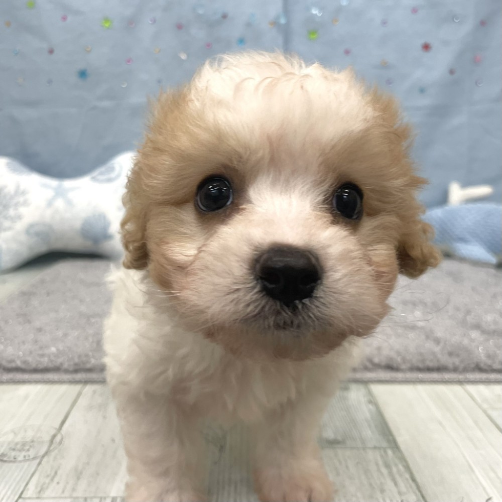 福岡県のキャバプー(キャバリア×プードル) (犬の家＆猫の里シュロアモール筑紫野店/2026年4月27日生まれ/男の子/ホワイトクリーム)の子犬の4枚目の画像