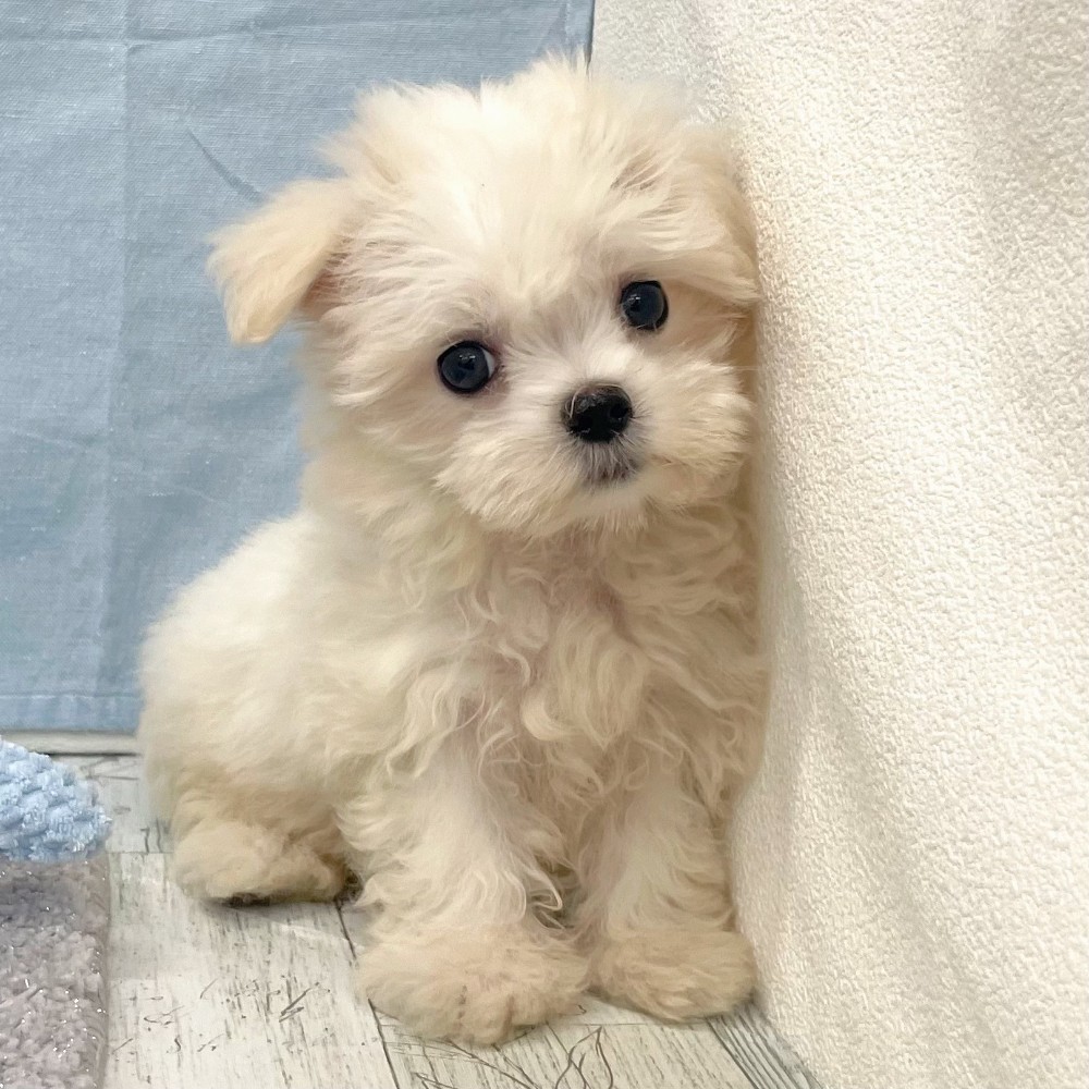 福岡県のマルチーズ (犬の家＆猫の里シュロアモール筑紫野店/2026年4月23日生まれ/女の子/ホワイト)の子犬の4枚目の画像