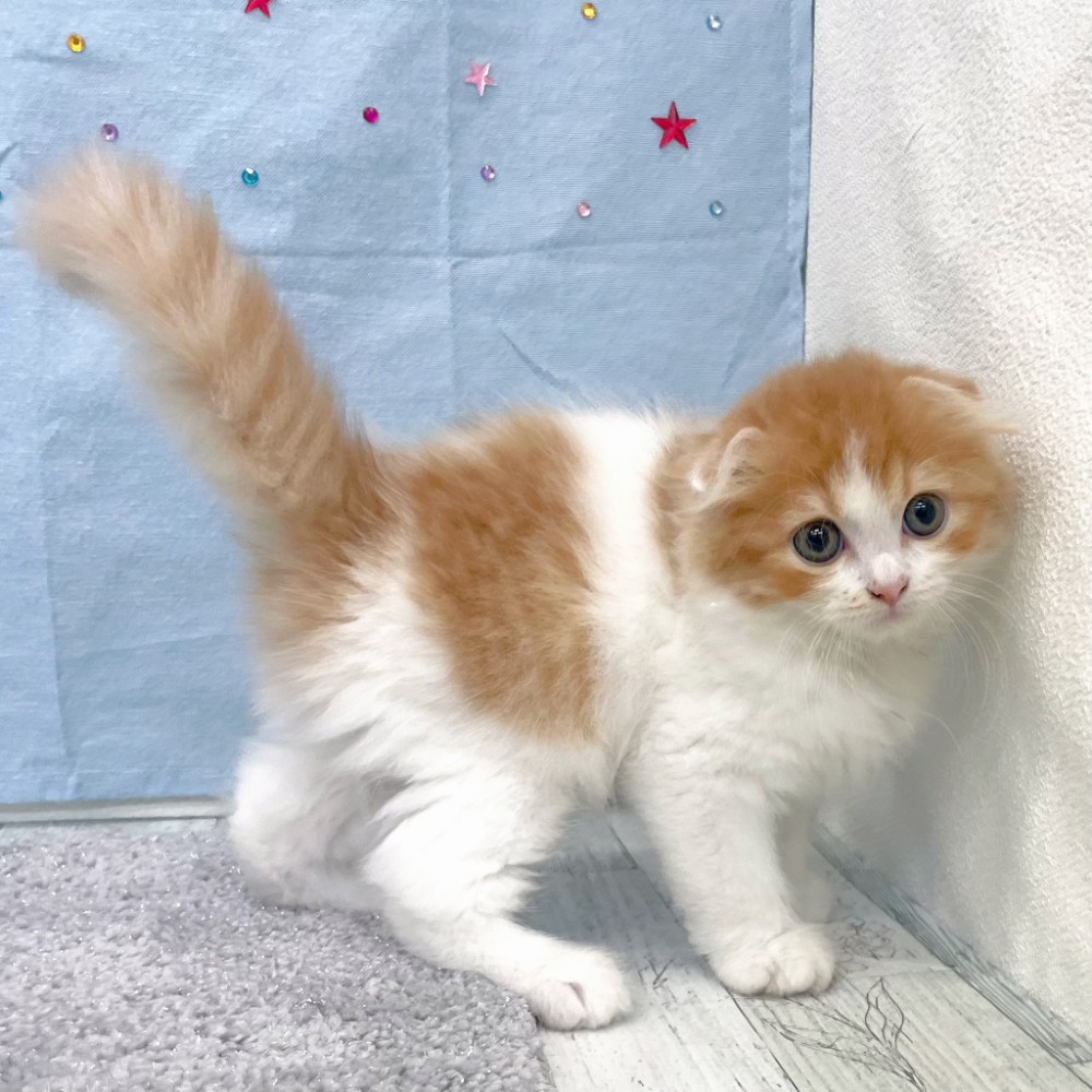 福岡県のスコティッシュフォールド (犬の家＆猫の里シュロアモール筑紫野店/2026年4月26日生まれ/男の子/レッドタビーホワイト)の子猫の4枚目の画像