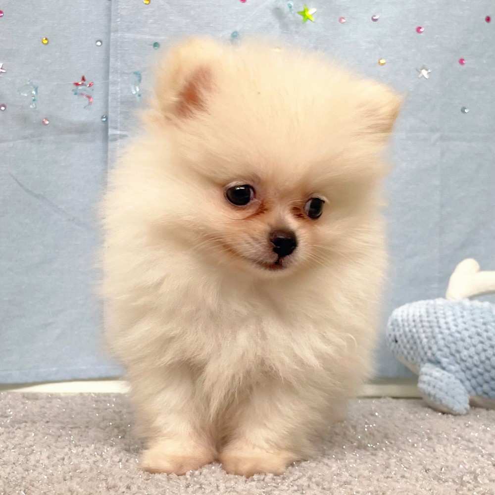 福岡県のハーフ犬・ミックス犬 (犬の家＆猫の里シュロアモール筑紫野店/2026年5月3日生まれ/男の子/クリーム)の子犬の4枚目の画像