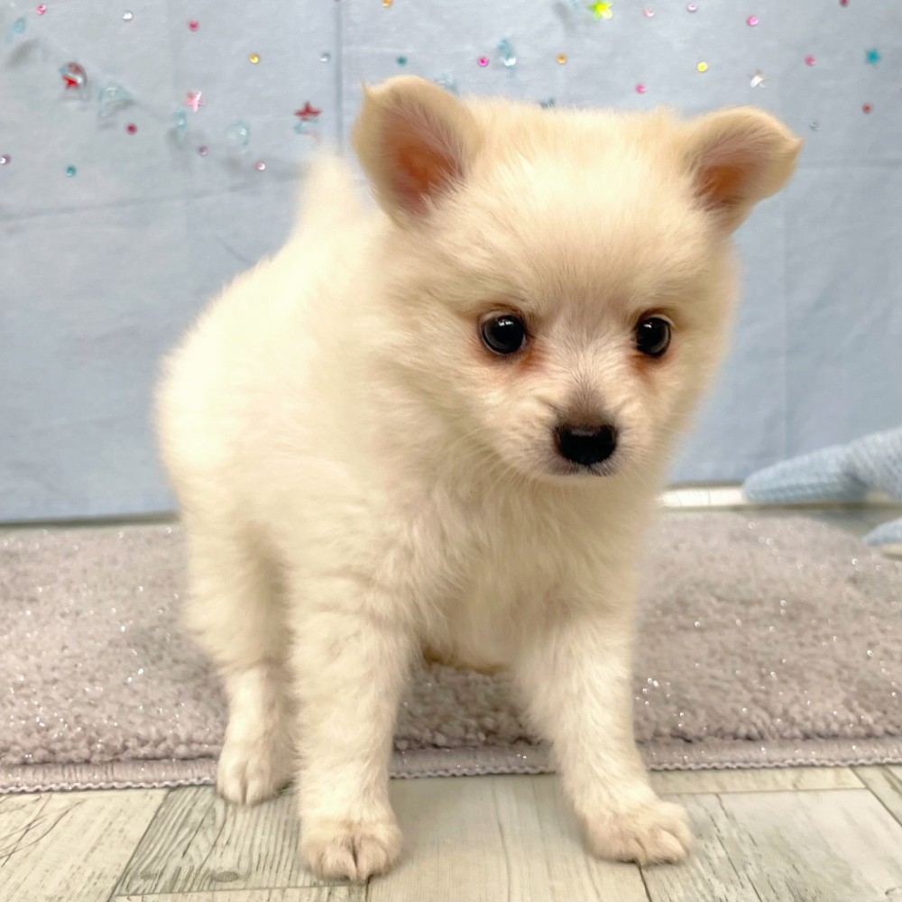 福岡県のハーフ犬・ミックス犬 (犬の家＆猫の里シュロアモール筑紫野店/2026年5月5日生まれ/女の子/クリーム)の子犬の4枚目の画像