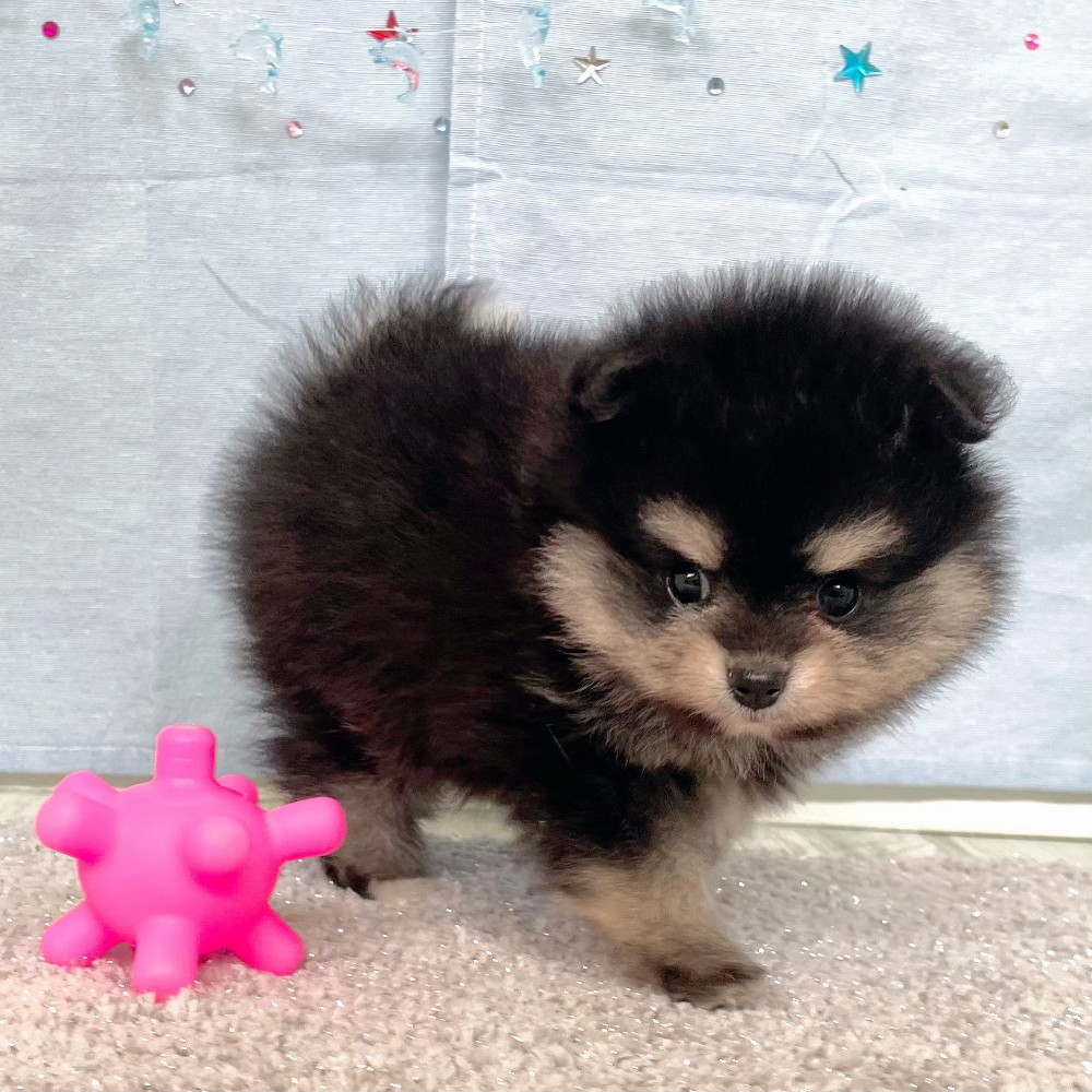 福岡県のポメラニアン (犬の家＆猫の里シュロアモール筑紫野店/2026年5月2日生まれ/男の子/ブラックタン)の子犬の4枚目の画像