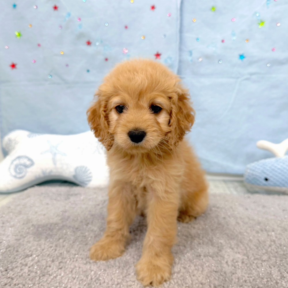 福岡県のコッカプー(アメリカンコッカースパニエル×プードル) (犬の家＆猫の里シュロアモール筑紫野店/2026年5月5日生まれ/女の子/バフ)の子犬の4枚目の画像
