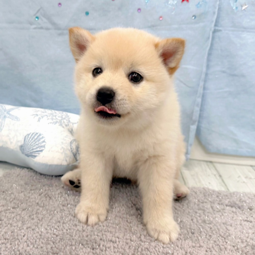 福岡県のポメ柴/豆ポメ/ポメ豆柴(ポメラニアン×柴犬) (犬の家＆猫の里シュロアモール筑紫野店/2026年5月5日生まれ/男の子/白)の子犬の4枚目の画像