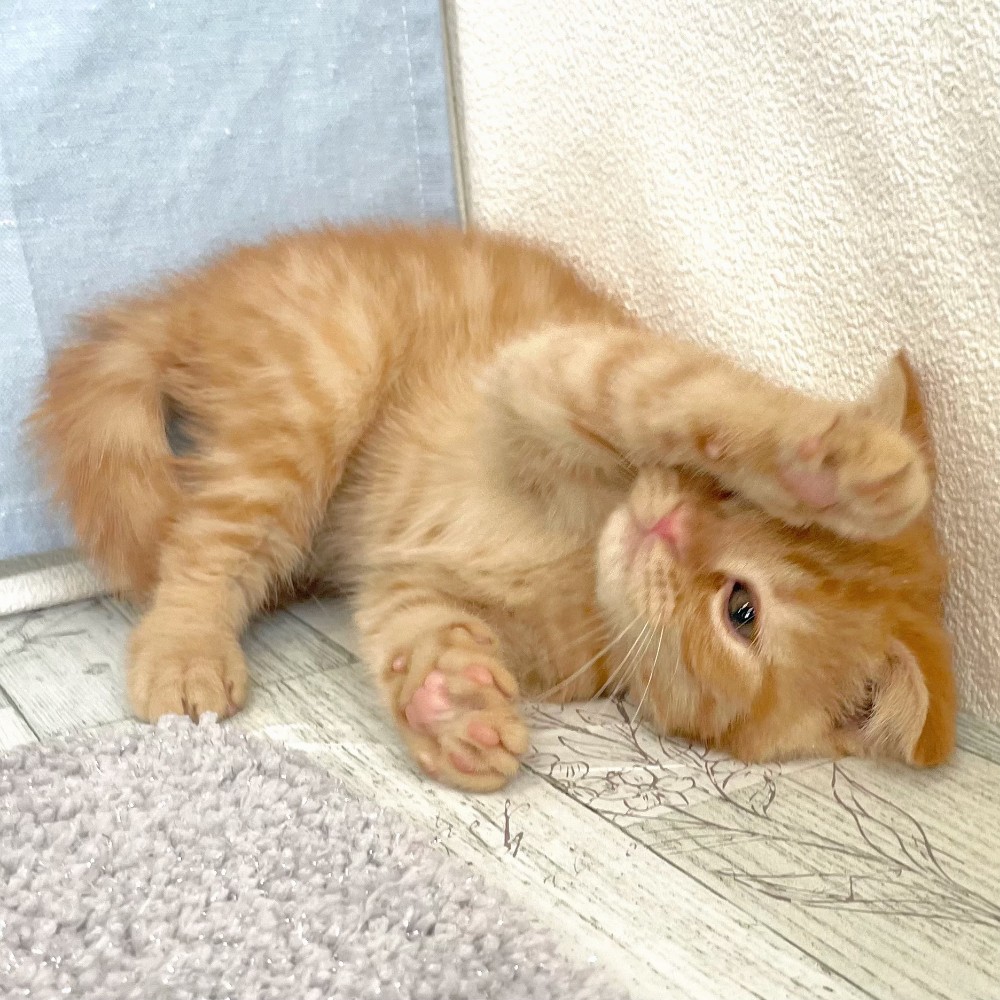 福岡県のスコティッシュフォールド (犬の家＆猫の里シュロアモール筑紫野店/2026年4月30日生まれ/女の子/レッドタビー)の子猫の4枚目の画像
