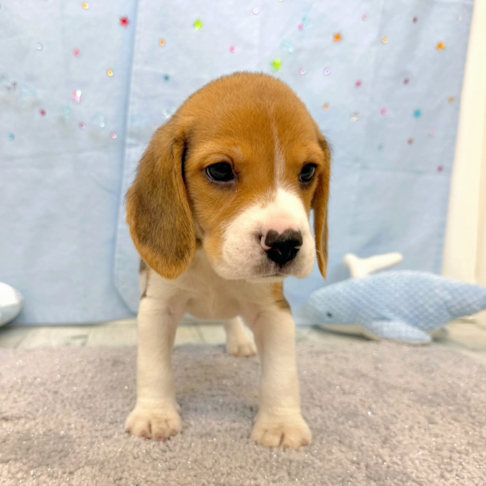 福岡県のビーグル (犬の家＆猫の里シュロアモール筑紫野店/2026年5月12日生まれ/男の子/ブラックタンホワイト)の子犬の4枚目の画像