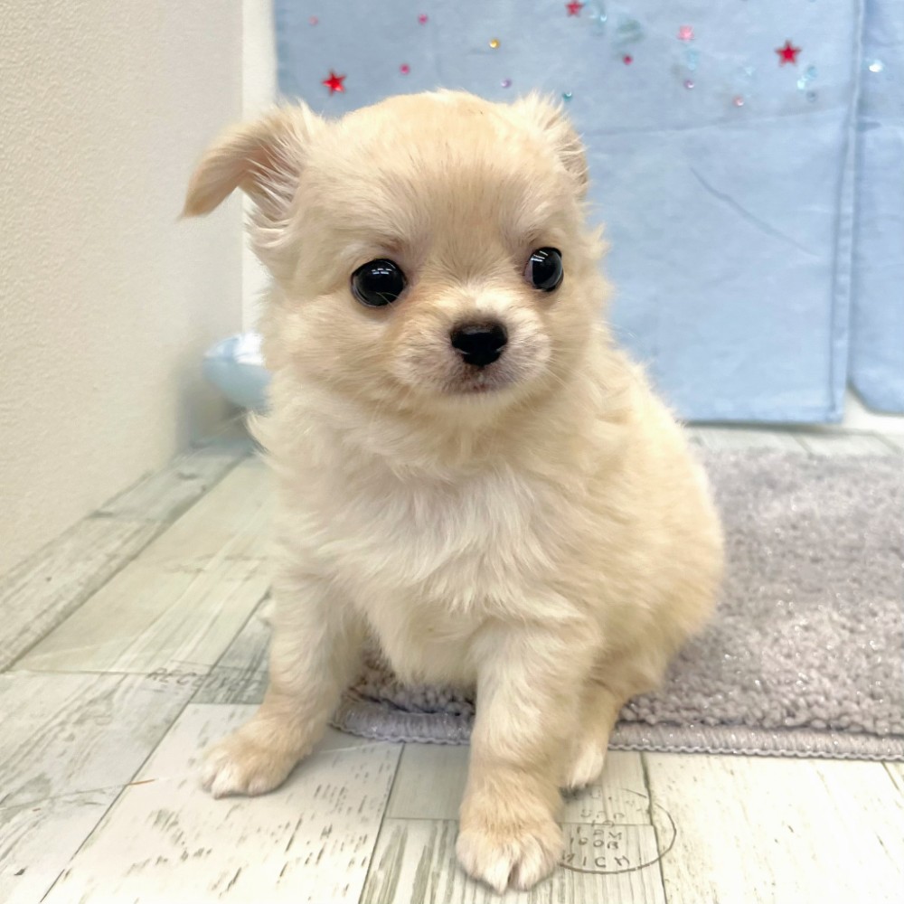 福岡県のチワワ(ロング) (犬の家＆猫の里シュロアモール筑紫野店/2026年5月11日生まれ/男の子/クリームホワイト)の子犬の4枚目の画像