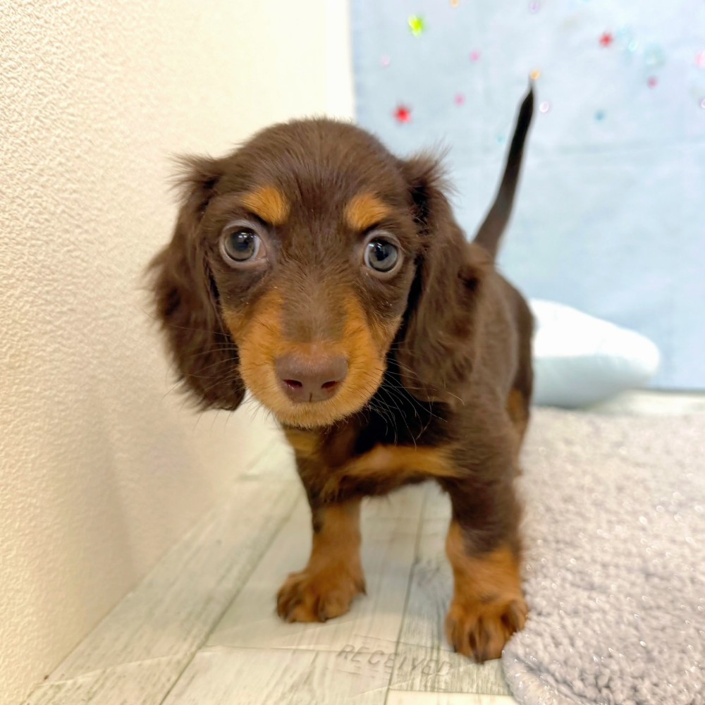 福岡県のミニチュアダックスフンド(ロング) (犬の家＆猫の里シュロアモール筑紫野店/2026年5月10日生まれ/女の子/チョコレートタン)の子犬の4枚目の画像
