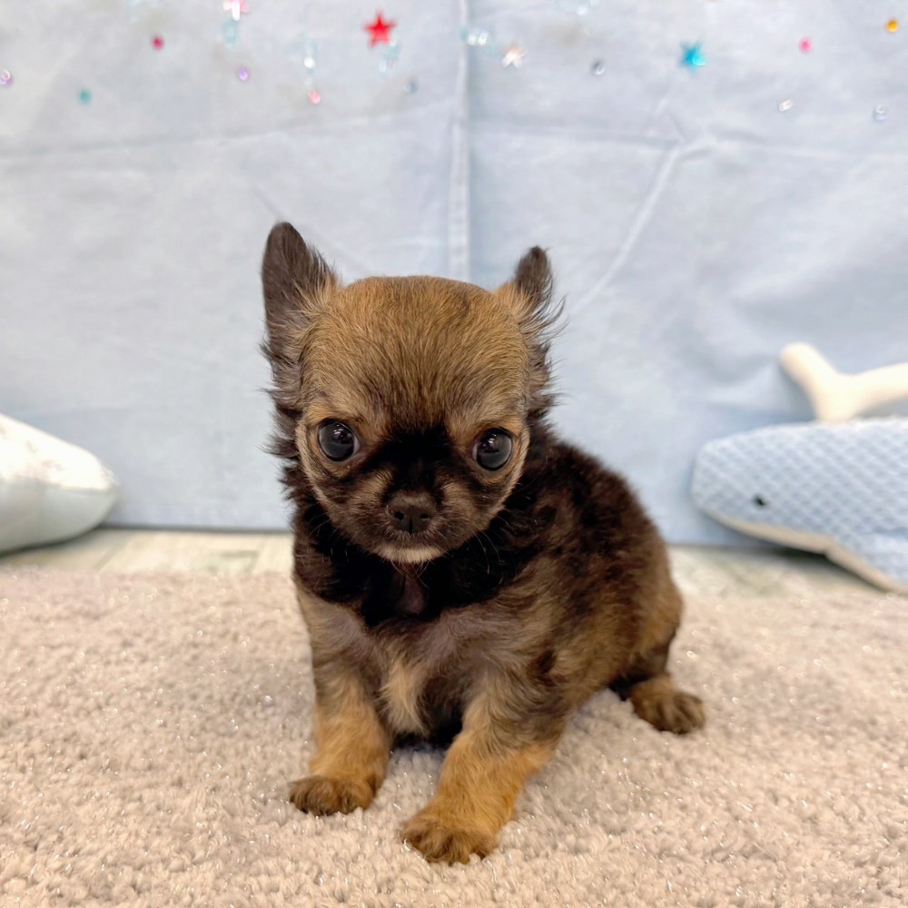福岡県のチワワ(ロング) (犬の家＆猫の里シュロアモール筑紫野店/2026年5月8日生まれ/女の子/レッドホワイト)の子犬の1枚目の画像