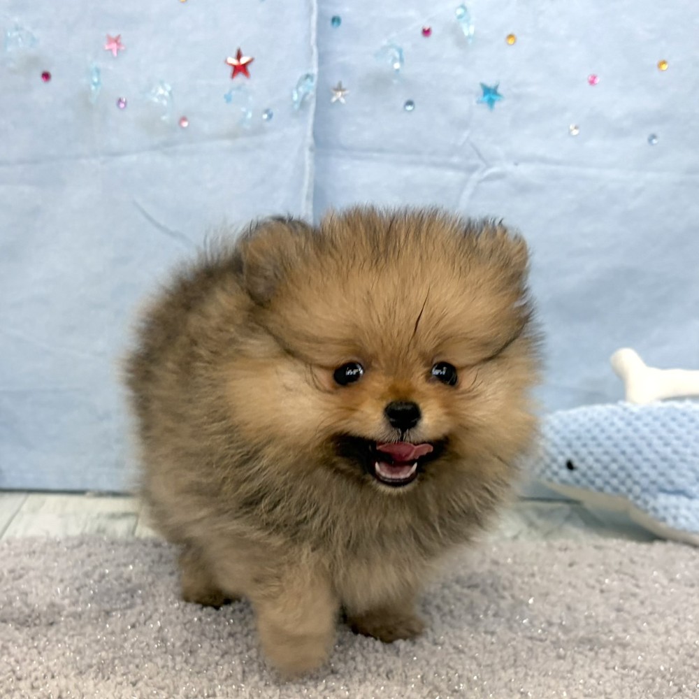 福岡県のポメラニアン (犬の家＆猫の里シュロアモール筑紫野店/2026年5月15日生まれ/女の子/オレンジ)の子犬の4枚目の画像