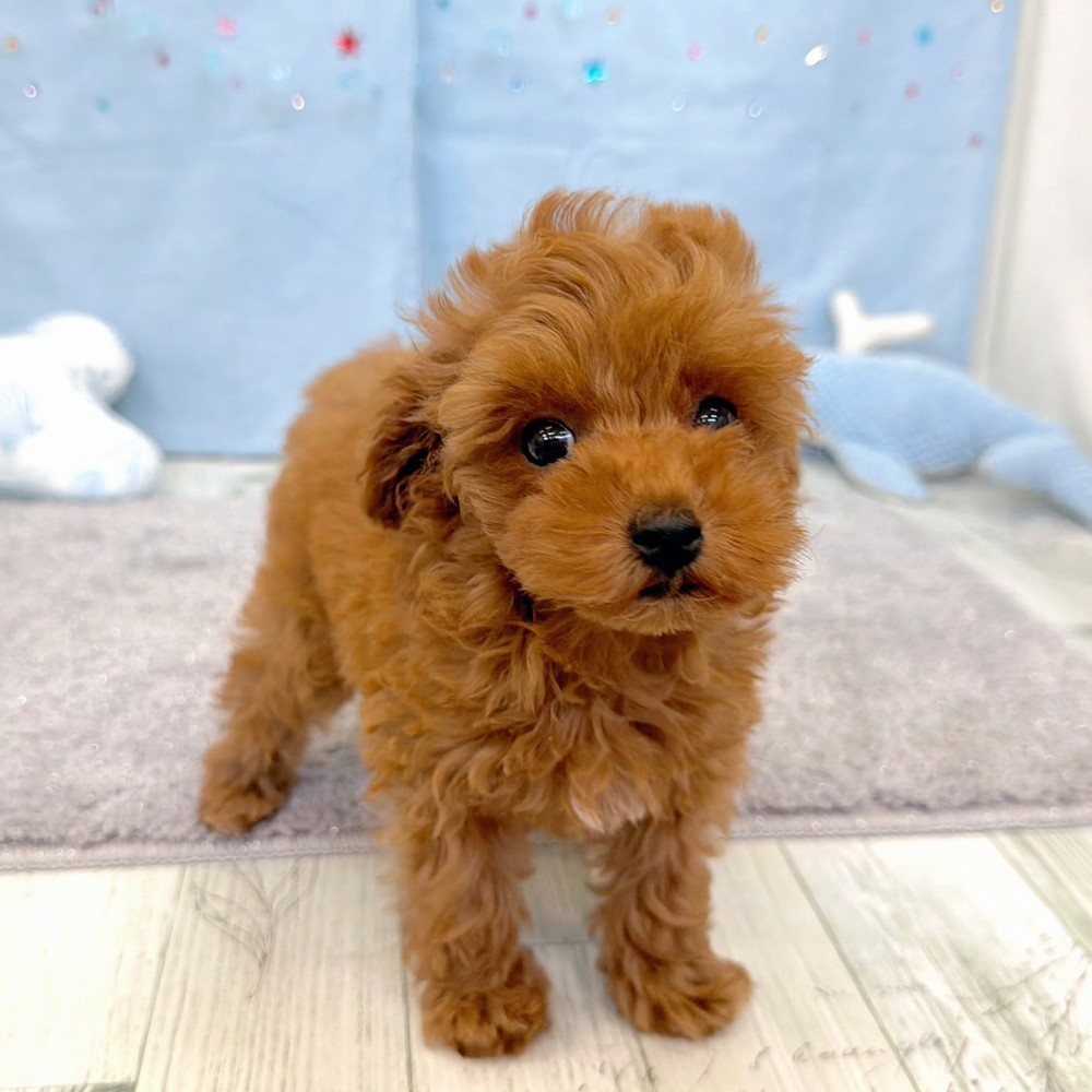 福岡県のトイプードル(トイ) (犬の家＆猫の里シュロアモール筑紫野店/2026年5月16日生まれ/女の子/レッドフォーン)の子犬の4枚目の画像