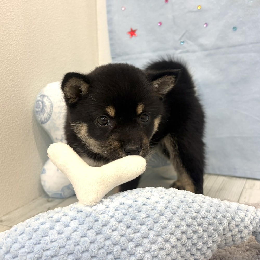 福岡県の豆柴 (犬の家＆猫の里シュロアモール筑紫野店/2026年5月15日生まれ/女の子/黒)の子犬の4枚目の画像
