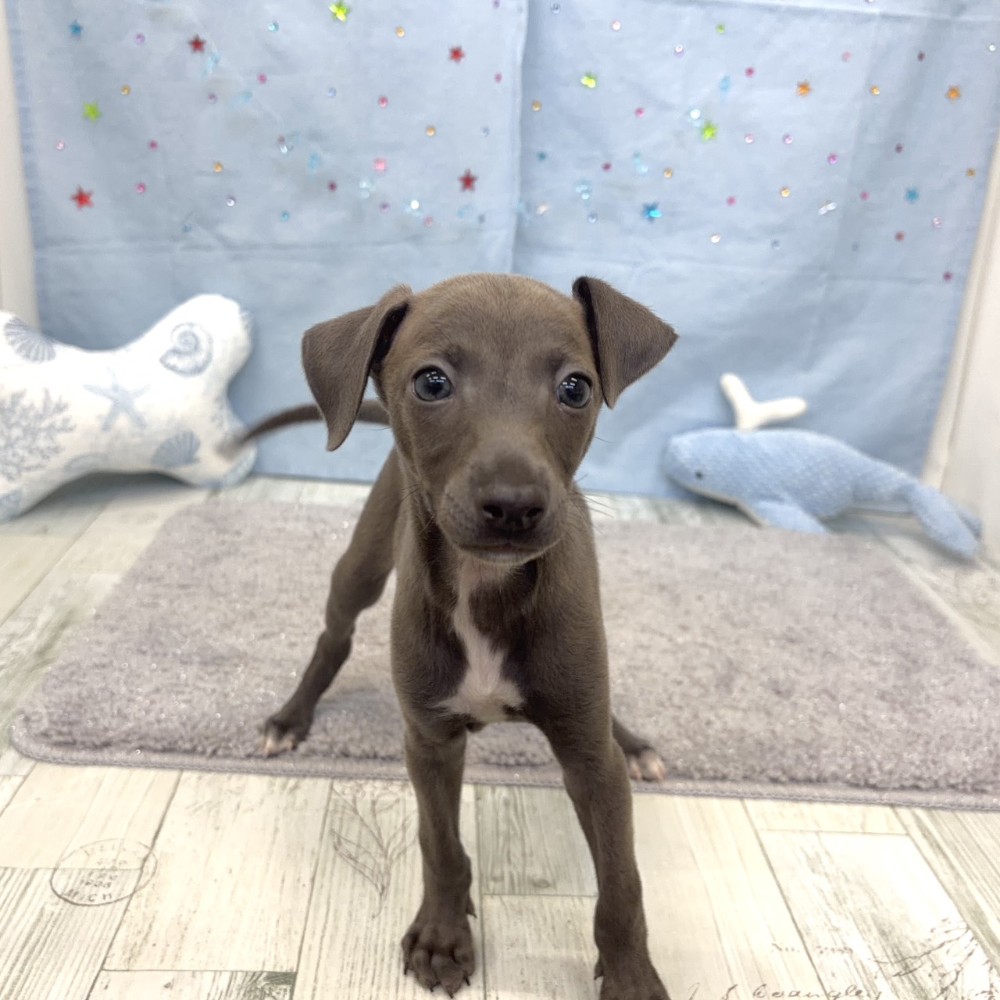 福岡県のイタリアングレーハウンド (犬の家＆猫の里シュロアモール筑紫野店/2026年5月16日生まれ/男の子/ブルー、ホワイトマーキング)の子犬の4枚目の画像