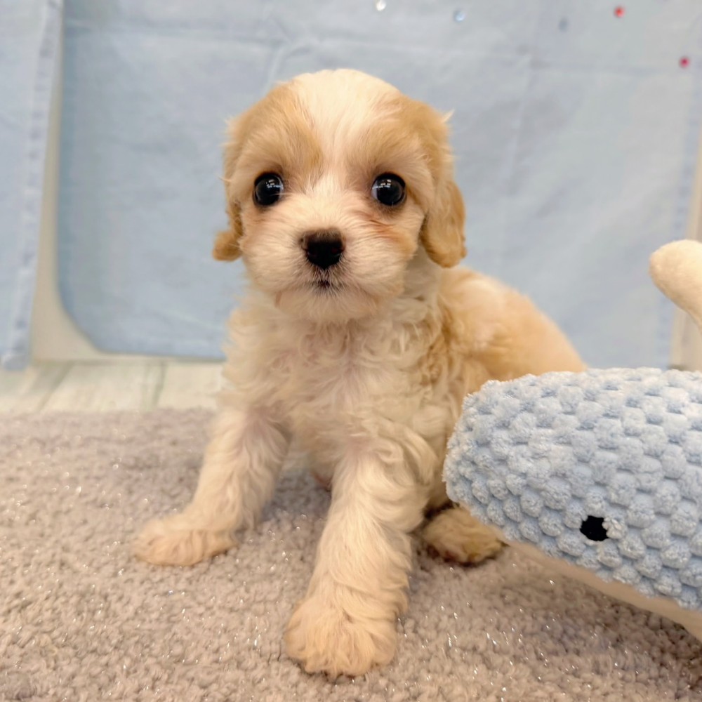 福岡県のハーフ犬・ミックス犬 (犬の家＆猫の里シュロアモール筑紫野店/2026年5月19日生まれ/女の子/レッドホワイト)の子犬の4枚目の画像