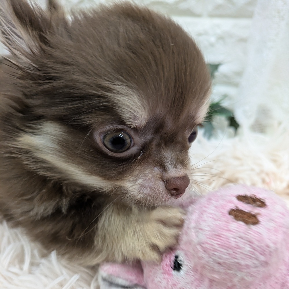 愛知県のチワワ(ロング) (犬の家＆猫の里MEGAドン・キホーテ東海名和店/2025年9月24日生まれ/男の子/チョコレートクリーム)の子犬の4枚目の画像