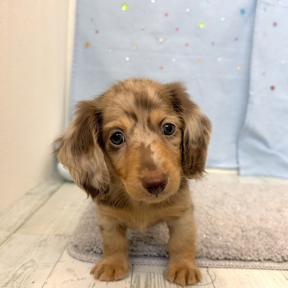 福岡県のミニチュアダックスフンド(ロング) (犬の家＆猫の里シュロアモール筑紫野店/2026年5月23日生まれ/男の子/チョコレートダップル)の子犬の1枚目の画像