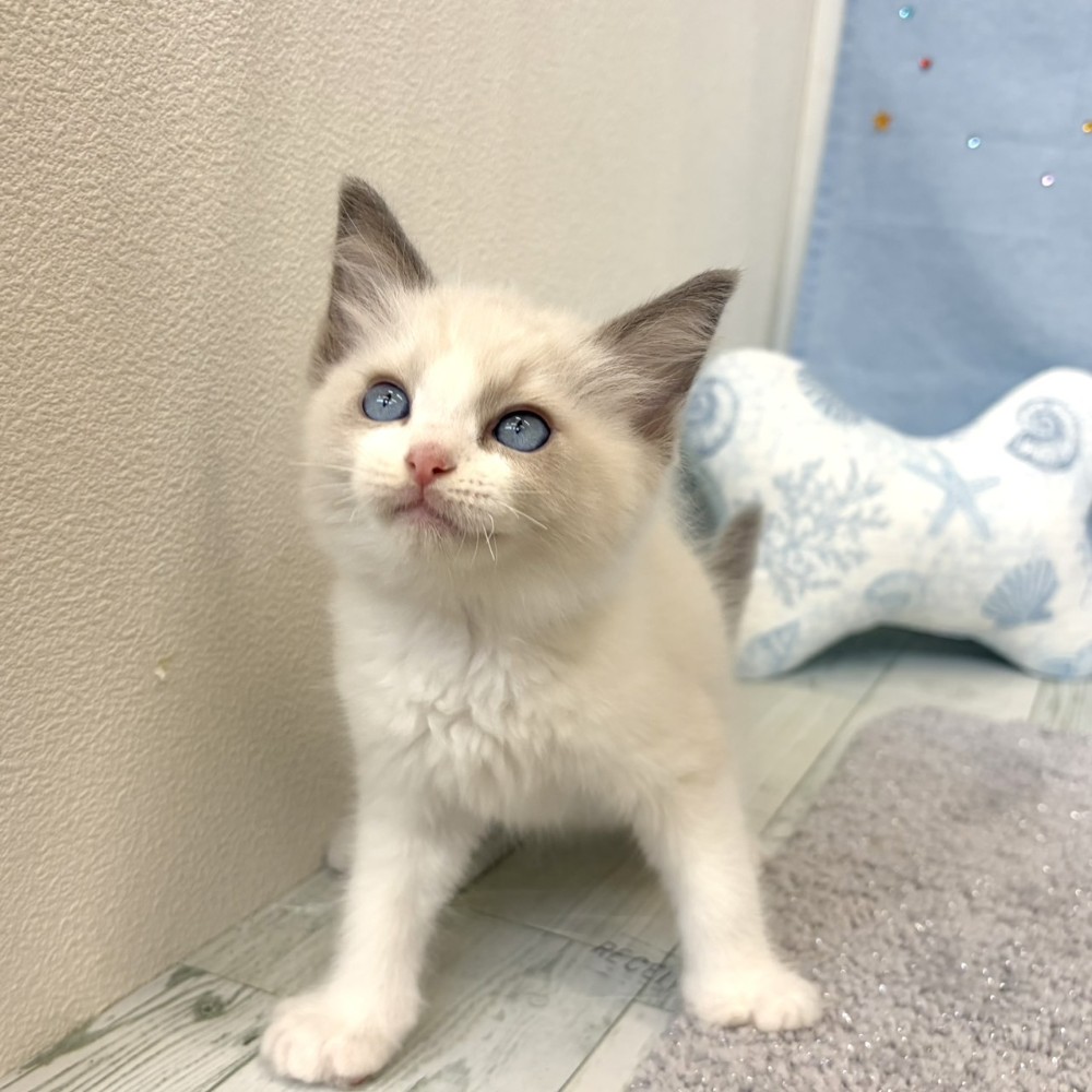 福岡県のラグドール (犬の家＆猫の里シュロアモール筑紫野店/2026年5月24日生まれ/男の子/ブルーポイントバイカラー)の子猫の4枚目の画像