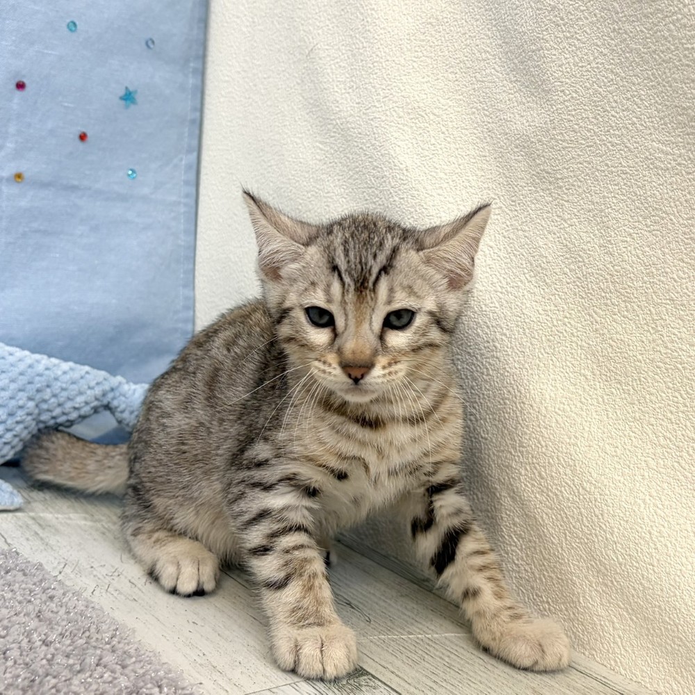 福岡県のベンガル (犬の家＆猫の里シュロアモール筑紫野店/2026年5月25日生まれ/男の子/ブラックシルバースポットタビー)の子猫の4枚目の画像