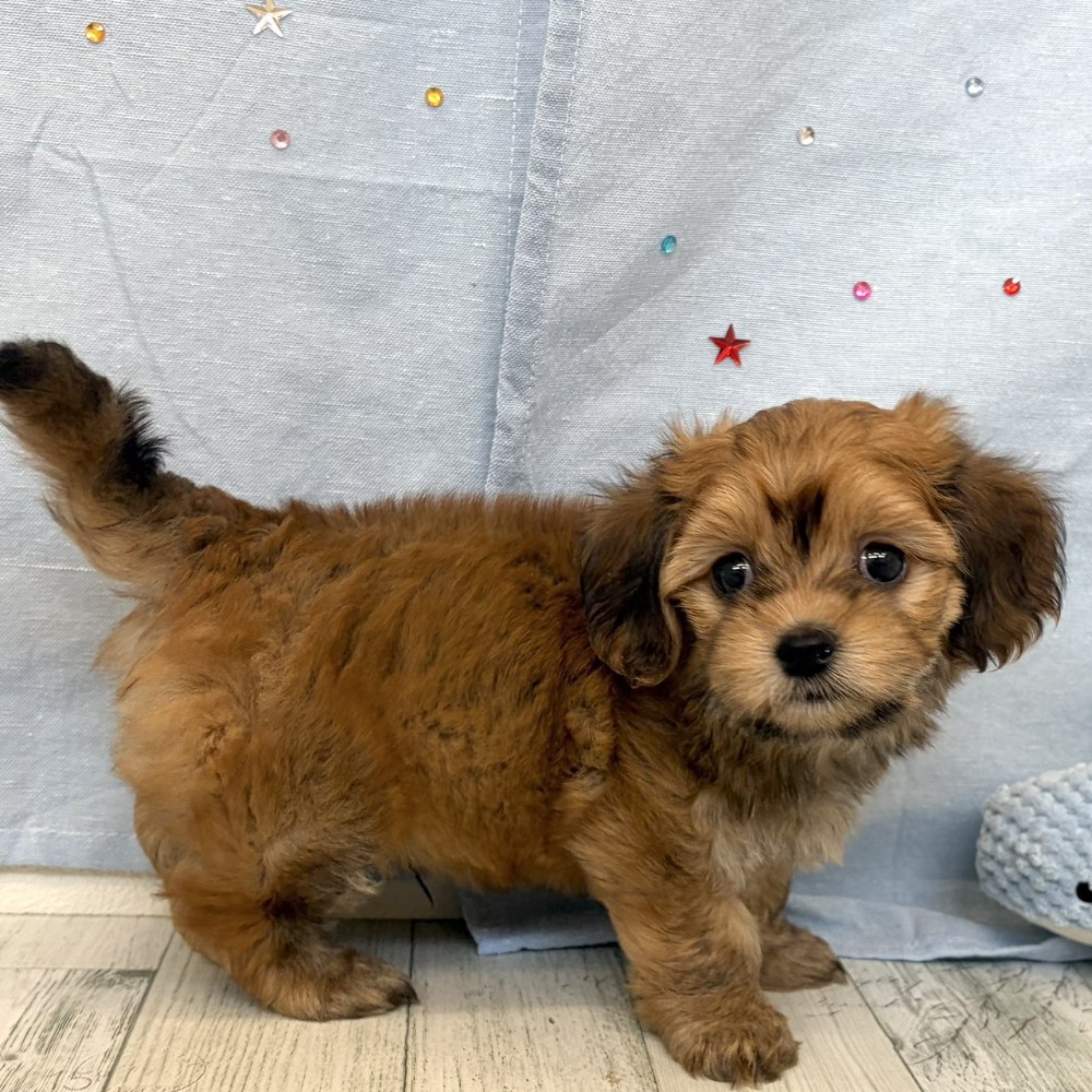 福岡県のマルックス(マルチーズ×ダックス) (犬の家＆猫の里シュロアモール筑紫野店/2026年5月26日生まれ/男の子/レッド)の子犬の4枚目の画像