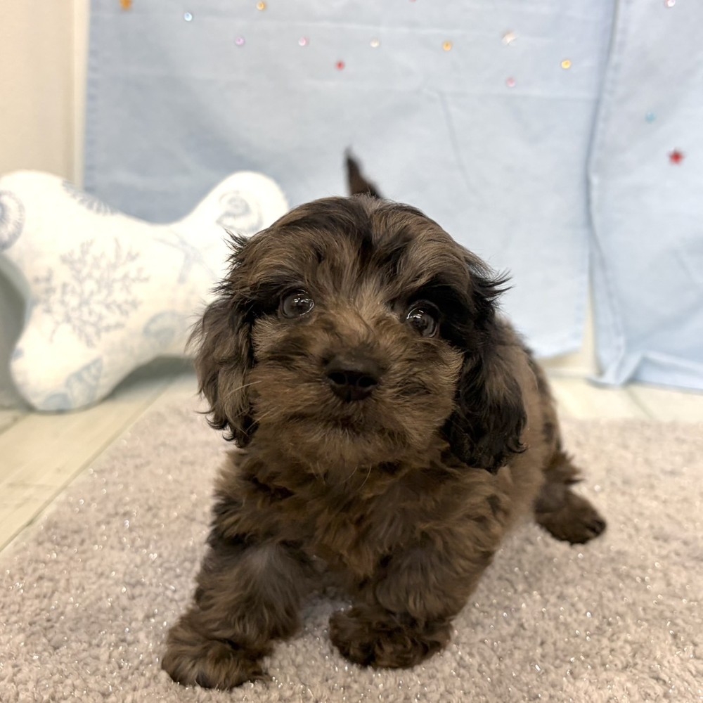 福岡県のダップー(ダックス×プードル) (犬の家＆猫の里シュロアモール筑紫野店/2026年5月23日生まれ/男の子/シルバーダップル)の子犬の4枚目の画像
