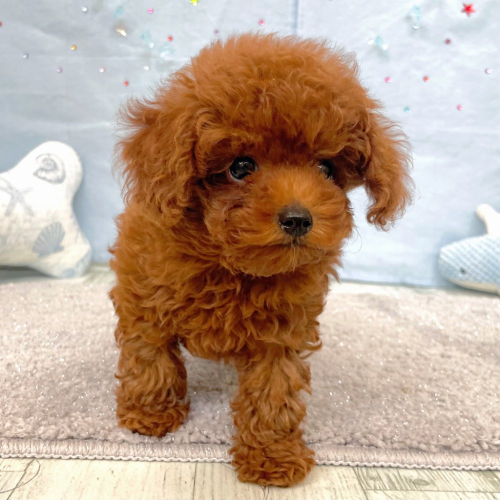 福岡県のトイプードル(タイニー) (犬の家＆猫の里シュロアモール筑紫野店/2026年6月2日生まれ/女の子/レッド)の子犬の4枚目の画像