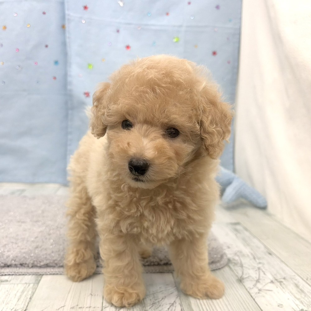 福岡県のトイプードル(トイ) (犬の家＆猫の里シュロアモール筑紫野店/2026年6月9日生まれ/男の子/クリーム)の子犬の4枚目の画像