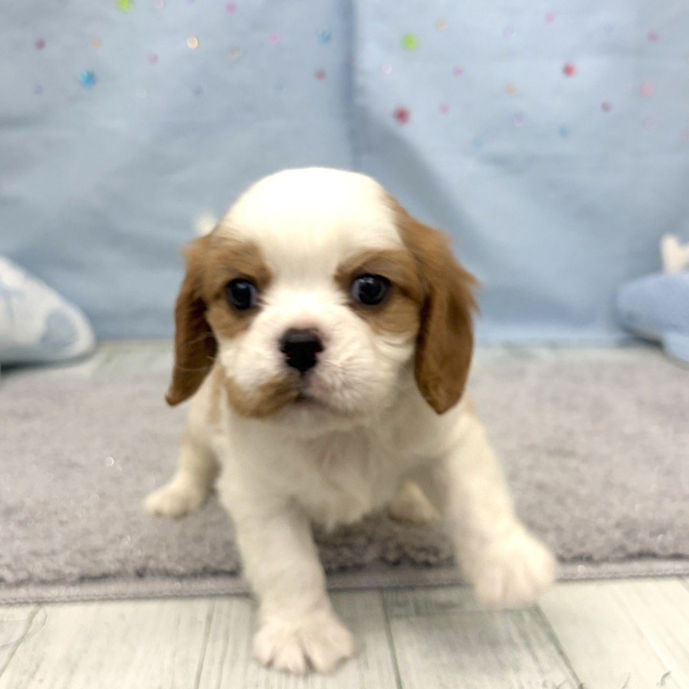 福岡県のキャバリアキングチャールズスパニエル (犬の家＆猫の里シュロアモール筑紫野店/2026年6月8日生まれ/男の子/ブレンハイム)の子犬の4枚目の画像