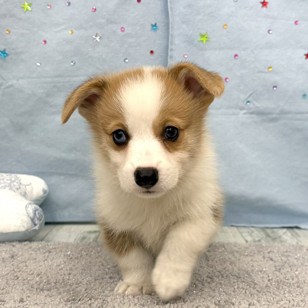 福岡県のウェルシュコーギーペンブローク (犬の家＆猫の里シュロアモール筑紫野店/2026年6月8日生まれ/男の子/レッドホワイト)の子犬の1枚目の画像