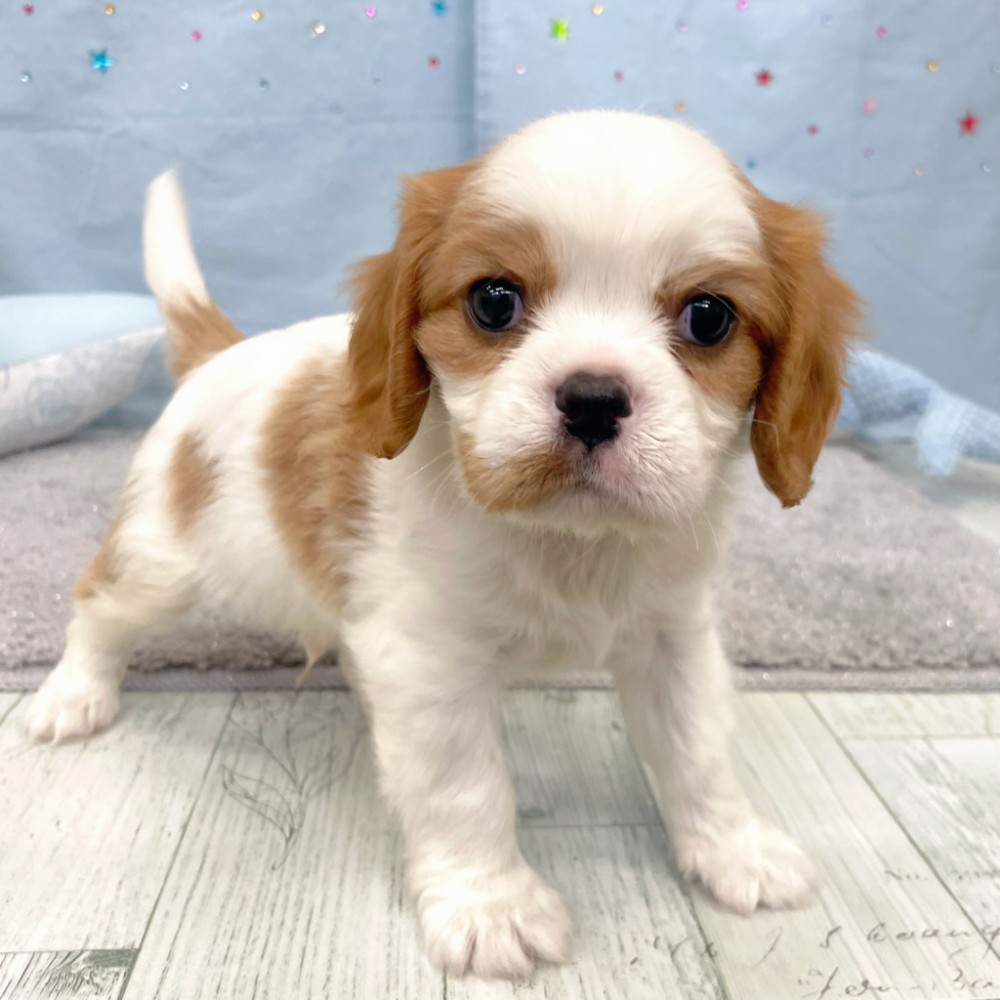 福岡県のキャバリアキングチャールズスパニエル (犬の家＆猫の里シュロアモール筑紫野店/2026年6月8日生まれ/男の子/ブレンハイム)の子犬の4枚目の画像