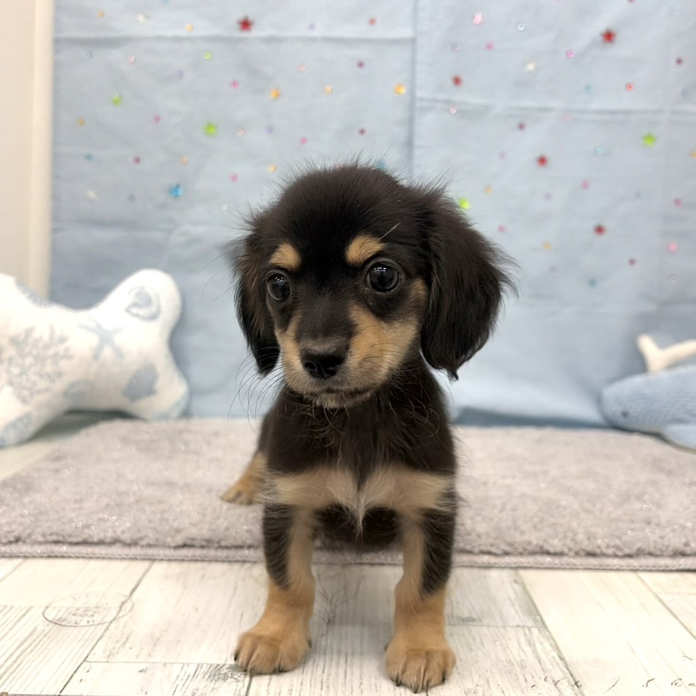 福岡県のチワックス(チワワ×ダックス) (犬の家＆猫の里シュロアモール筑紫野店/2026年6月15日生まれ/男の子/ブラックタン)の子犬の4枚目の画像