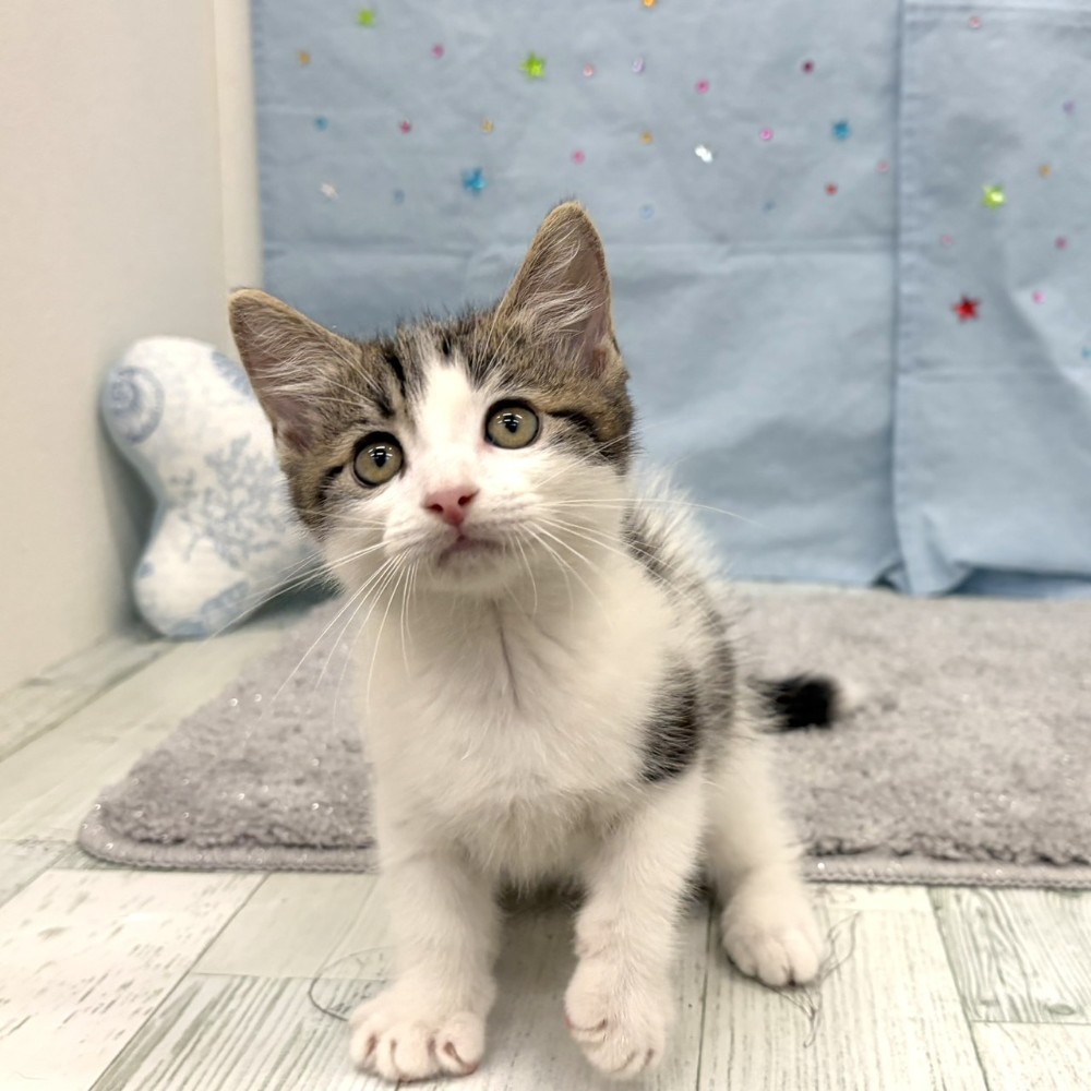 福岡県のマンチカン (犬の家＆猫の里シュロアモール筑紫野店/2026年6月5日生まれ/男の子/ブラウンタビーホワイト)の子猫の4枚目の画像