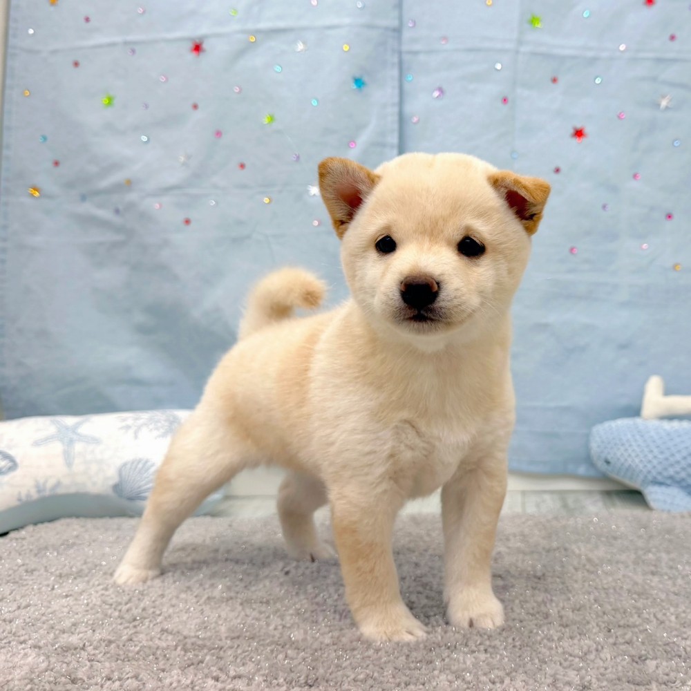 福岡県の豆柴 (犬の家＆猫の里シュロアモール筑紫野店/2026年6月21日生まれ/女の子/白)の子犬の4枚目の画像