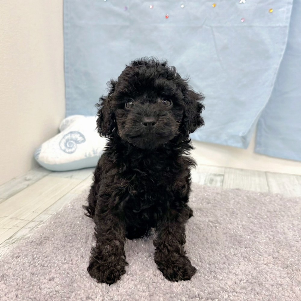 福岡県のトイプードル(トイ) (犬の家＆猫の里シュロアモール筑紫野店/2026年6月21日生まれ/男の子/ブラック)の子犬の4枚目の画像