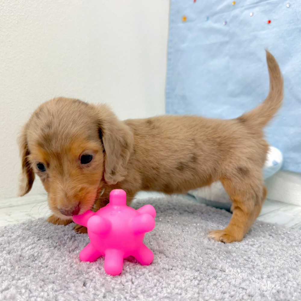 福岡県のミニチュアダックスフンド(ロング) (犬の家＆猫の里シュロアモール筑紫野店/2026年6月22日生まれ/女の子/チョコレートダップル)の子犬の4枚目の画像