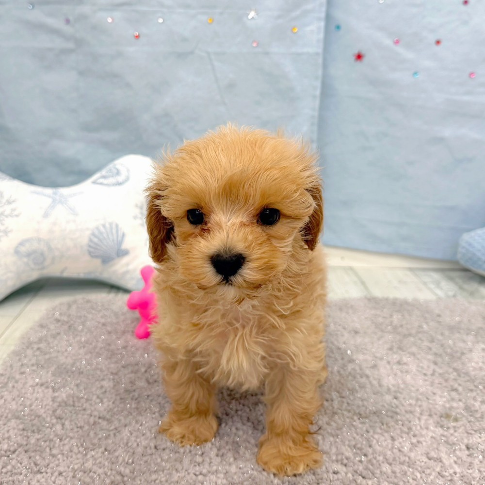 福岡県のマルプー(マルチーズ×プードル) (犬の家＆猫の里シュロアモール筑紫野店/2026年6月23日生まれ/男の子/クリーム)の子犬の4枚目の画像