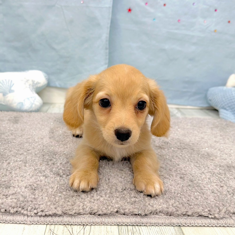 福岡県のチワックス(チワワ×ダックス) (犬の家＆猫の里シュロアモール筑紫野店/2026年6月17日生まれ/女の子/クリーム)の子犬の4枚目の画像
