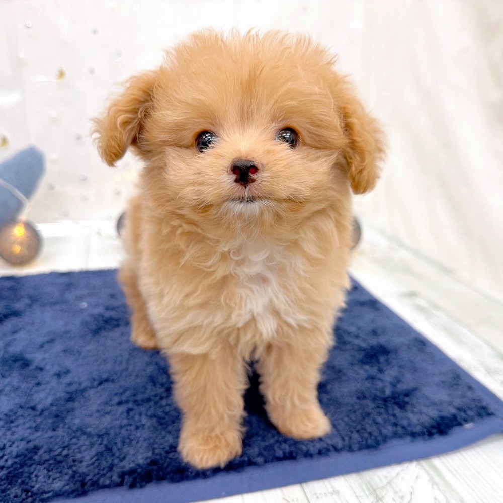 福岡県のポメプー(ポメラニアン×プードル) (犬の家＆猫の里シュロアモール筑紫野店/2026年6月29日生まれ/女の子/アプリコット)の子犬の4枚目の画像