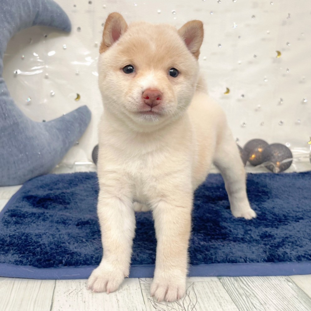 福岡県の豆柴 (犬の家＆猫の里シュロアモール筑紫野店/2026年7月6日生まれ/女の子/白)の子犬の4枚目の画像
