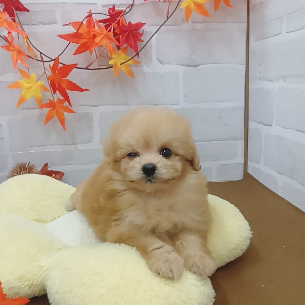 静岡県のポメプー(ポメラニアン×プードル) (犬の家＆猫の里プレ葉ウォーク浜北店/2025年7月21日生まれ/女の子/アプリコット)の子犬の4枚目の画像