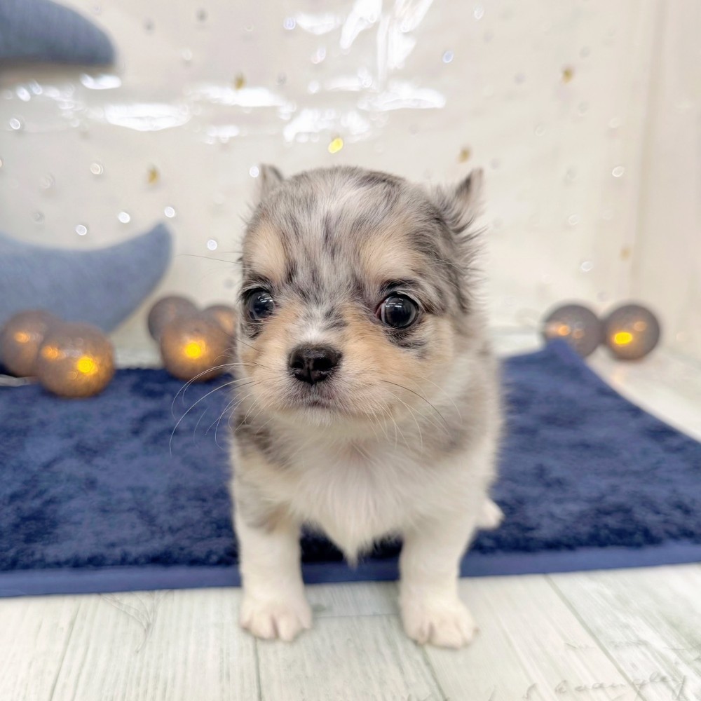 福岡県のチワワ(ロング) (犬の家＆猫の里シュロアモール筑紫野店/2026年7月14日生まれ/男の子/ブルーマールホワイト)の子犬の4枚目の画像