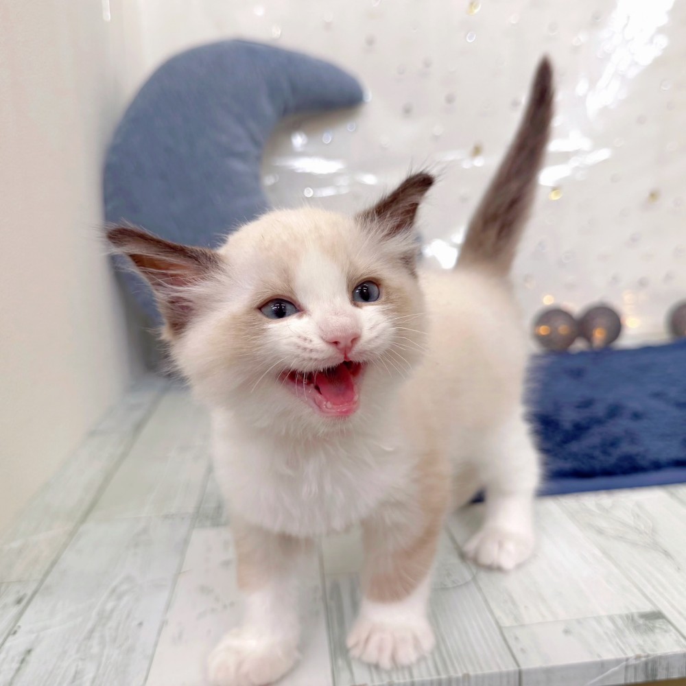 福岡県のラグドール (犬の家＆猫の里シュロアモール筑紫野店/2026年7月10日生まれ/男の子/シールポイントバイカラー)の子猫の4枚目の画像