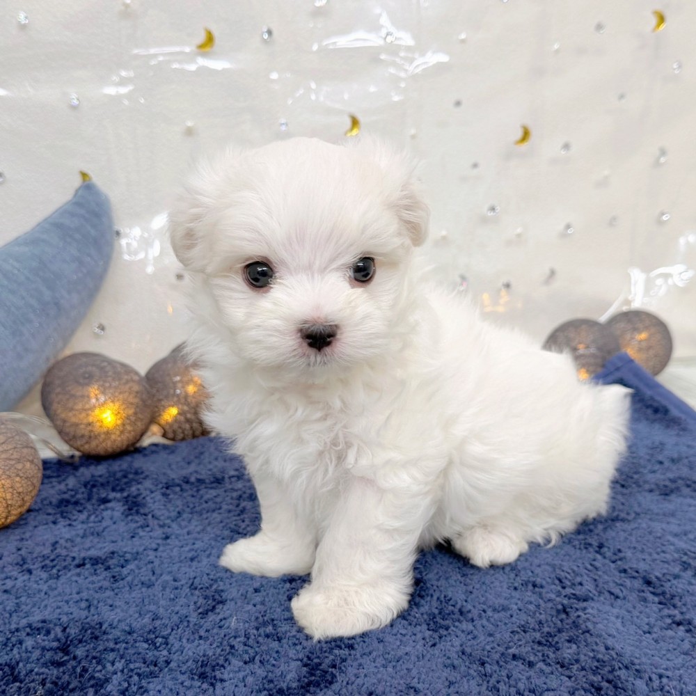 福岡県のマルチーズ (犬の家＆猫の里シュロアモール筑紫野店/2026年7月13日生まれ/男の子/ホワイト)の子犬の4枚目の画像