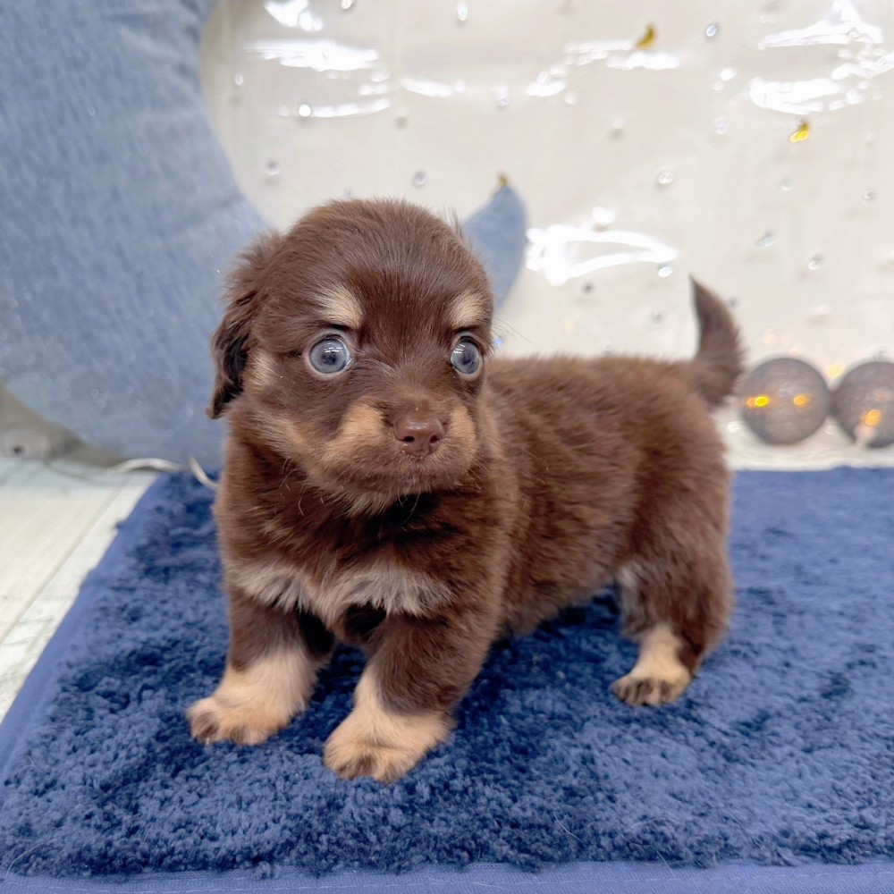 福岡県のチワックス(チワワ×ダックス) (犬の家＆猫の里シュロアモール筑紫野店/2026年7月14日生まれ/男の子/チョコレートタン)の子犬の4枚目の画像