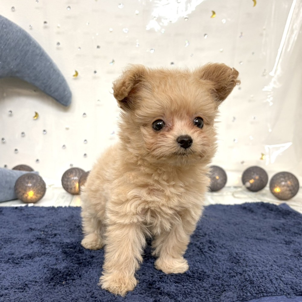 福岡県のポメプー(ポメラニアン×プードル) (犬の家＆猫の里シュロアモール筑紫野店/2026年7月20日生まれ/女の子/クリーム)の子犬の4枚目の画像