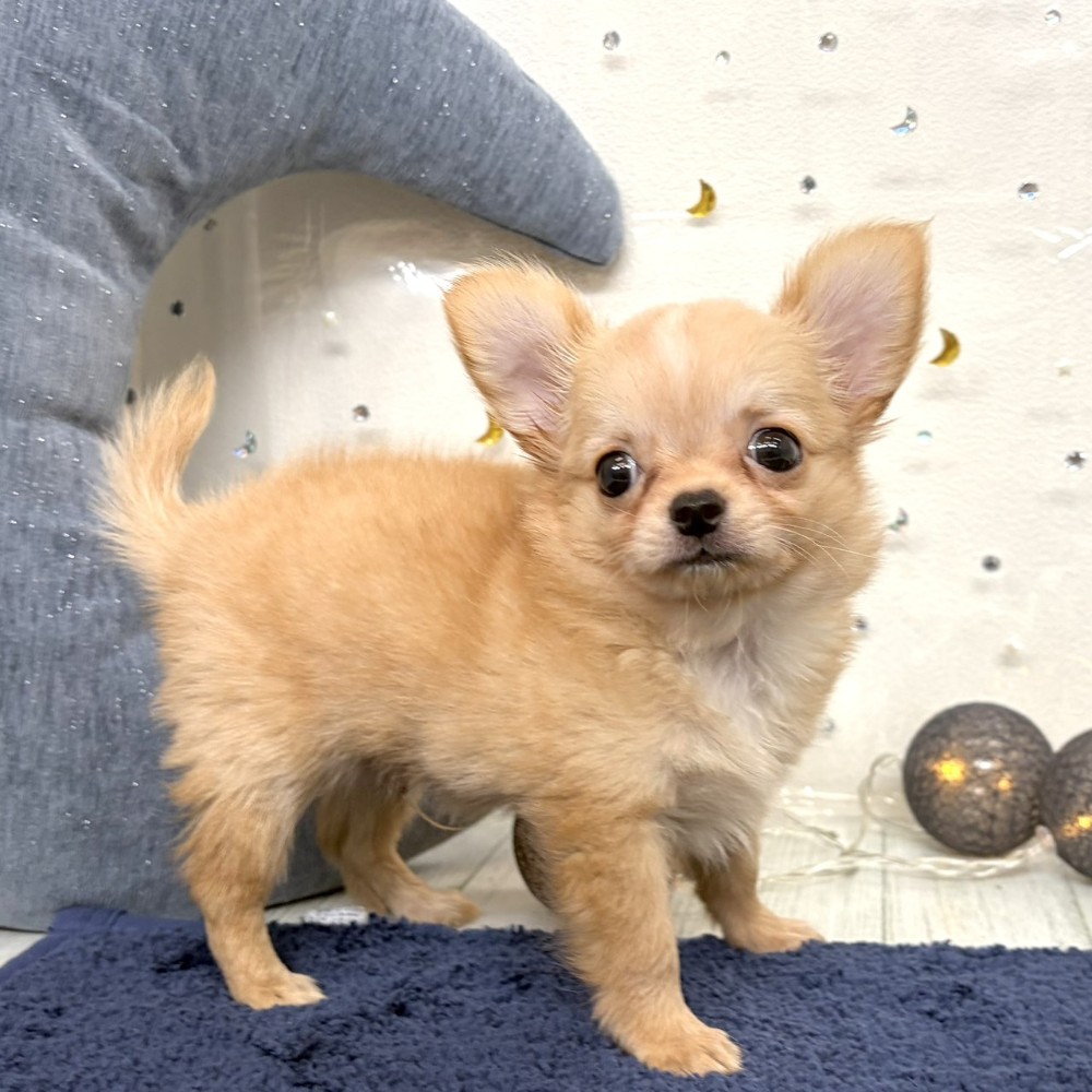 福岡県のチワワ(ロング) (犬の家＆猫の里シュロアモール筑紫野店/2026年7月16日生まれ/男の子/ゴールドホワイト)の子犬の4枚目の画像