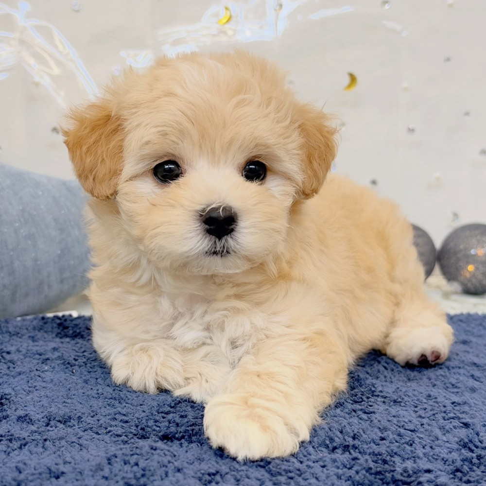 福岡県のマルプー(マルチーズ×プードル) (犬の家＆猫の里シュロアモール筑紫野店/2026年7月28日生まれ/女の子/クリーム)の子犬の4枚目の画像
